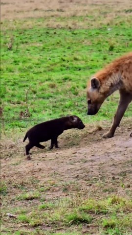 Jaw-Dropping Cub At A Hyena Den Discovery