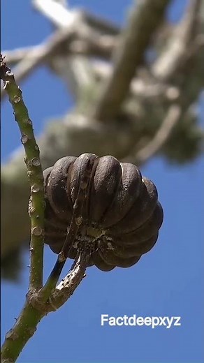 Strange Exploding Fruits Tree🌲Sandbox | The dynamite Tree 💣 #shorts #viral