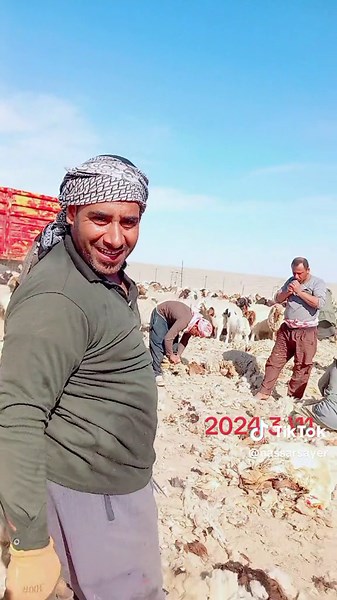 Sheep Shearing Techniques Demonstrated by Experts