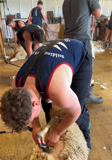 Fundraising for Japan: Farming and Shearing Activities