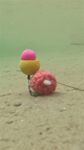 Karpfen-POV: Die BESTE Köderpräsentation! 👁️🎣 #karpfen #carpfishing #angeln #fishing