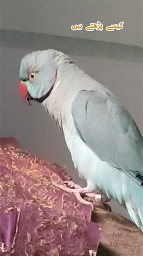 You Won’t Believe What This Parrot Says! 🦜