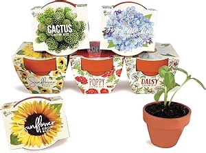 BUZZY Seeds Mini Terracotta Grow Pots Daydream Collection, Assorted 6-Pack Flower and Plant Seed Starter Kit, Indoor Gardening Gift, Holiday Present, Valentine Exchange