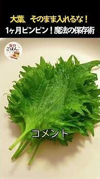 大葉が1ヶ月も長持ち？🌿 そのまま冷蔵庫に入れるのはもう卒業！プロが教える「ピンピン保存術」が凄すぎた