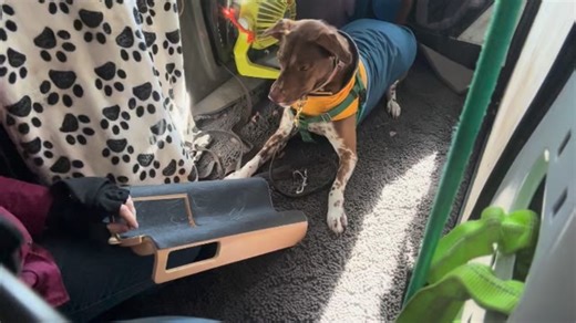 After training in Lowe’s today, “Jackson” ended his Adventure Training Lesson with a scratch board cooperative care nail filing session in Carol’s van. He did great and filed down all his front nails nicely. Good guy! #C2DogTraining #AdventureTrainingLessons #cooperativecare #scratchboard #dog | C 2 Dog Training