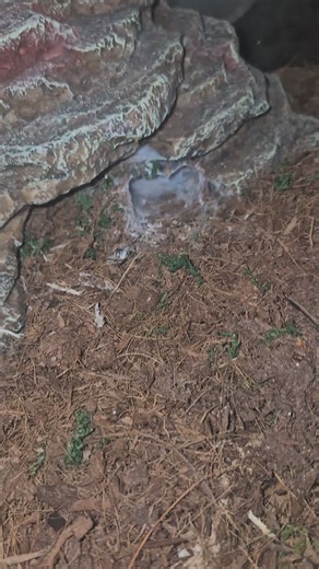 Tarantula Feeding: Quick Takedown Explained