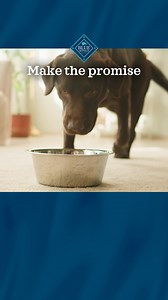 Blue Buffalo foods are always made with real meat first and natural, high-quality ingredients — that’s a promise. | Blue Buffalo