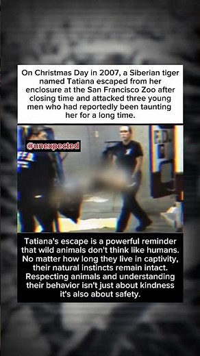 One Escape, Three Victims: The Tatiana Tiger Incident