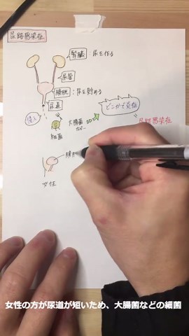 尿路感染症の原因と症状の解説