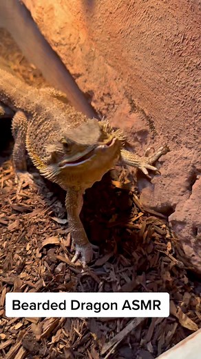 Bearded Dragon ASMR #asmr #beardeddragon #beardeddragonsoftiktok #beardie #beardiesoftiktok #oregon #beardeddragoncare #superworms