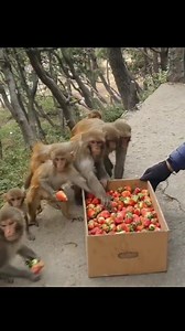 feeding strawberry #feedinganimal #strawberry💯e🌟i🍁z | Random Monkey