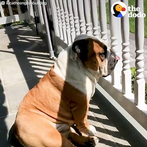 22K views · 287 reactions | We LOVE Luca!  | Pooch & Mutt | Facebook