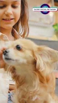 The Importance of Adopting a Pet from Your Local Shelter