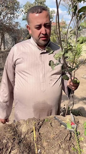 زراعة الحنة: خطوات بسيطة وتجربة جديدة