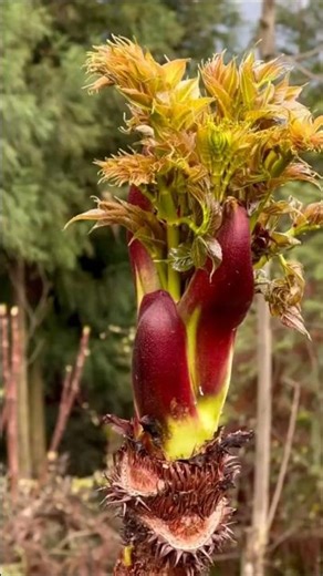 Why This Rare Wild Spring Bud Is Worth a Fortune! #shorts #plants #farming