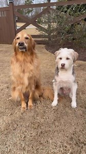 If dogs could talk 🤣 | Aguyandagolden