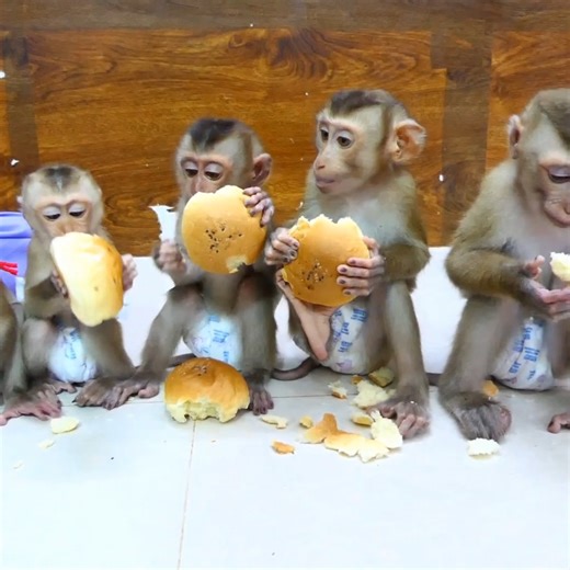 31K views · 437 reactions | Pity Baby Monkey Jacky Jenny And Family Monkey... . . . #reel #cute #animals #lovely #newbornbabymonkey #monkey | Lovely Baby Monkey | Facebook