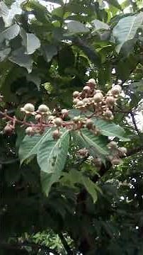 Banaba Tree