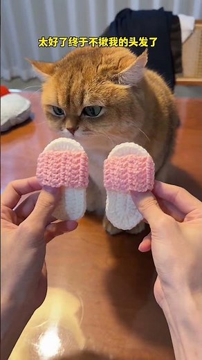 【牛奶是只猫】#猫咪的迷惑行为 #桌宠 天冷了，猫咪也有自己的小鞋子了
