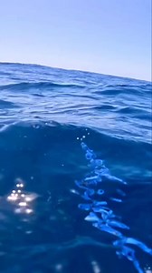 Shark #fypシ゚viralシfypシ゚ #viralreels #fypviralシ #sea #fishingworld #sealife #sharkattack #sharks #fishing | Ariel's Fishing