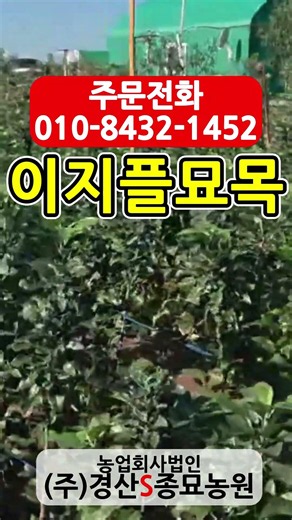 #이지플 #이지플사과묘목 #이지플사과나무 #이지풀#신품종사과 #신품종묘목 #신품종나무#사과묘목 #사과나무