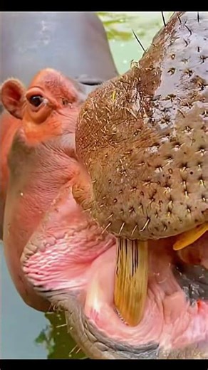 Imagine feeding, bathing, and playing with a hippo every single day!