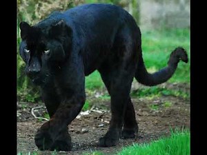 Panther Sound Effects 🐆 🔊