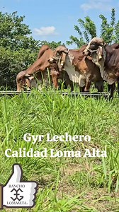 14K views · 525 reactions | Reproductores Gyr Lechero. Hijos de nuestras mejores vacas disponibles. CARNE + LECHE + RUSTICIDAD = EXITO Hato Libre de T/B Norte de Veracruz, Mexico. Informacion cel : 846 108 35 33, interesados en E.U : 956 592 86 64. www.facebook.com/GanaderiaLomaAlta #RanchoLomaAlta #SuizbuLechero #GyrLechero #GyrLecheroEnControlLechero #GanaderiaDeDoblePropositoTropical. | Rancho Loma Alta | Facebook