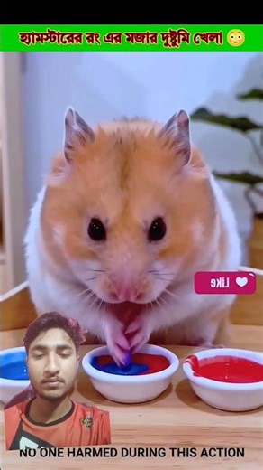 Funny mischief of hamster colors😳