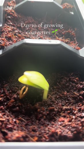 Day 10 of growing courgettes 🌱Our little sprout is getting bigger. Still no sign of the other two but watching this one is exciting. Big change from yesterday 😍 The courgettes side are still getting covered to keep them warm #courgettes #beginner #gardentok #beginnergardeneruk #growyourown