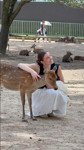 奈良でほっこり！外国人女性が可愛い鹿にせんべいをあげる💕🍘