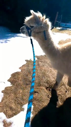 Llama song No.2 🎉😂❤️🦙