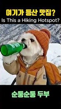 여기가 등산 맛집? | Is This a Hiking Hotspot? 🐶⛰️