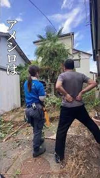 住宅街の、恐怖の蛾「アメシロ」が出現…！巣食われた木を、伐採してきました【便利屋のお仕事】