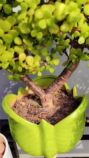jade plant Bonsai tree collection 🌱 different type #garden #plants #trending #music #shorts