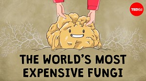 What are truffles, and why are they so expensive? Dig into the fungi’s unique and mysterious biology to find out what makes them so rare: | TED-Ed