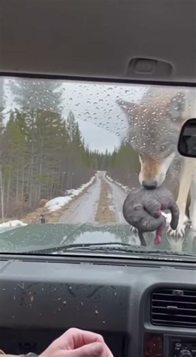 Wolf Leaves Her Newborn Pup On A Stranger's Car To Save It | Real Wildlife Moment