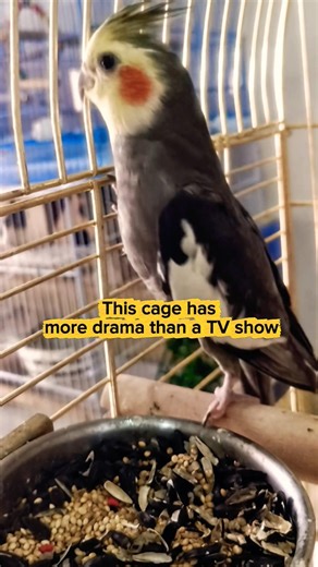 Why Do Cockatiels Have Orange Cheeks? The answer is in the description..#cockatielbird #birds