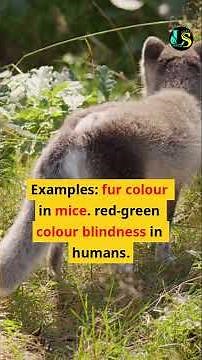 Genetic Inheritance - GCSE Biology #Genetics #Inheritance #Phenotype #Genotype #Dominant #Recessive