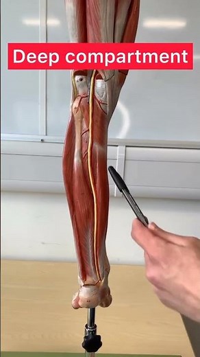 Posterior Leg Muscles in 30 Seconds | Quick Anatomy Overview