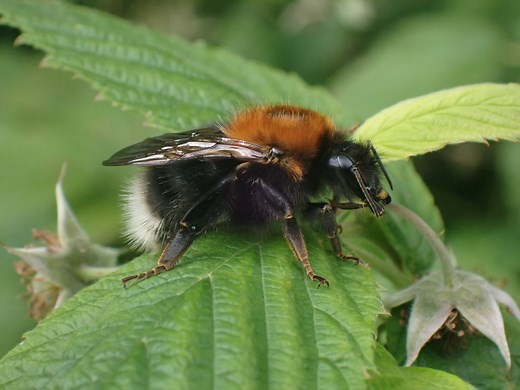 Tree Bumblebee