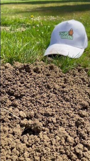 IL ATTRAPE UNE TAUPE A LA MAIN