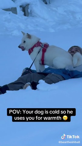 Cuddle Weather: How Dogs Seek Warmth from Owners