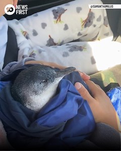 FAMILY SAVES BEAUTIFUL BABY PENGUIN AS MANY WASH UP DEAD A Victorian family have rescued a fledgling baby penguin from a beach of Phillip Island, whisking the animal safety at a wildlife rescue centre. Samantha Millis said she saw a post on Facebook about penguins washing ashore after wild weather over the weekend, and her family “ran straight down the Surf Beach on Phillip Island to look for penguins”. Sadly, they found several dead penguins had washed to shore. “After finding a few dead ones w