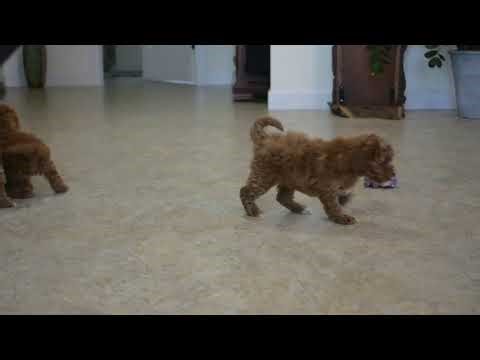 Toy Poodle Puppies For Sale