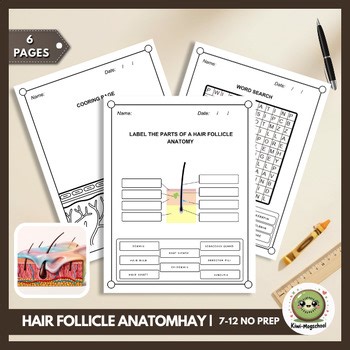 Hair Follicle Anatomy Labeling Diagram Worksheets | Integumentary System