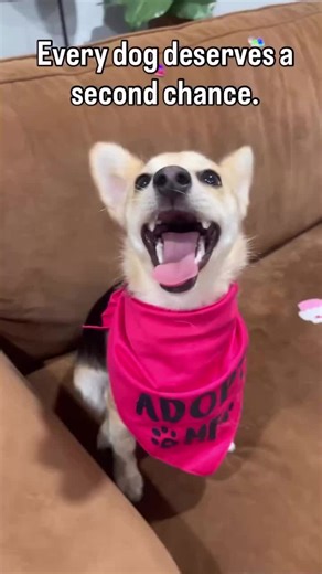 Every dog deserves a second chance. 🐾 A safe place, loving care, and the time they need to heal. Your support helps provide food, medical care, and hope to dogs who need it most. We couldn’t do this without you — every donation truly makes a difference. If you’re able, please consider donating and helping us continue saving lives, one paw at a time. 🐶✨ 💙 PayPal: $PawsFurRecovery 💙 Venmo: @PawsFurRecovery 💙 Zelle: info@pawsfurrecovery.org Thank you for being part of their second chance. http