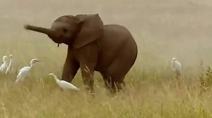 8.6K views · 58 reactions | Baby elephants usually don't learn to control their trunks until they're about a year old, which can lead to behaviors like this. | Aj Kenya Safaris Ltd | Facebook