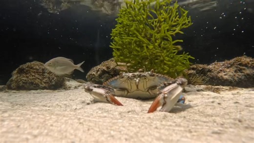 Creature Feature! 🦀💙 In today's video, we’re taking a closer look at the blue crab — one of the most important creatures in our coastal waters! 🌊 We’ll explore their brilliant blue claws and unique body design that lets them swim with ease and bury themselves in the sand, as well as what they eat, who eats them, and the important role they play in the food web. You’ll also learn how blue crabs support local fisheries, why they’re so valuable to people, and what threats they face in the wild t
