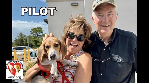 2.7K views · 110 reactions | JULY ADOPTIONS. 18 precious beagles found their amazing furever homes during the month of July. We couldn't be any prouder! | SouthEast Beagle Rescue | Facebook